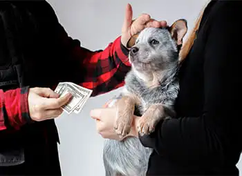 Как заключить договор купли продажи собаки
